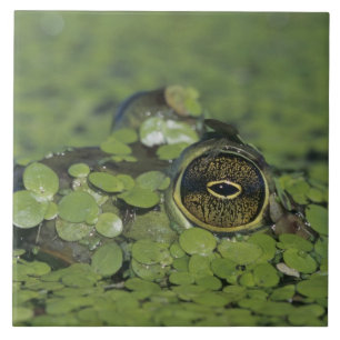 Ochsenfrosch, Rana catesbeiana, erwachsen in Enten Fliese