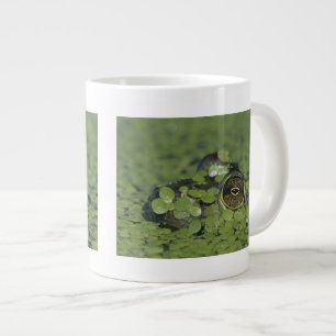 Ochsenfrosch, Rana catesbeiana, erwachsen in Enten Jumbo-Tasse