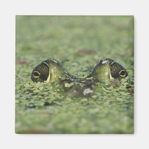 Ochsenfrosch, Rana catesbeiana, erwachsen in Enten Magnet