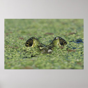 Ochsenfrosch, Rana catesbeiana, erwachsen in Enten Poster
