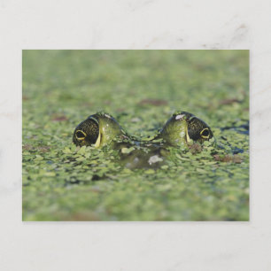 Ochsenfrosch, Rana catesbeiana, erwachsen in Enten Postkarte