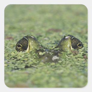 Ochsenfrosch, Rana catesbeiana, erwachsen in Enten Quadratischer Aufkleber