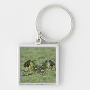 Ochsenfrosch, Rana catesbeiana, erwachsen in Enten Schlüsselanhänger