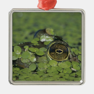 Ochsenfrosch, Rana catesbeiana, erwachsen in Enten Silbernes Ornament