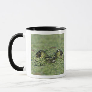 Ochsenfrosch, Rana catesbeiana, erwachsen in Enten Tasse