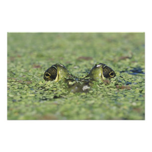 Ochsenfrosch, Rana catesbeiana, erwachsen in Wasse Fotodruck