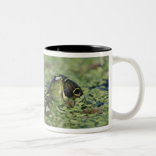 Ochsenfrosch, Rana catesbeiana, erwachsen in Wasse Zweifarbige Tasse