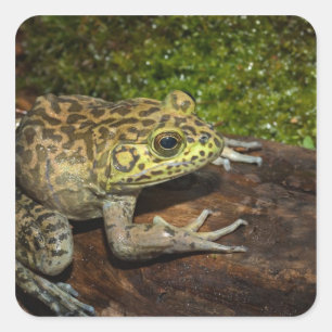 Ochsenfrosch, Rana catesbeiana Quadratischer Aufkleber