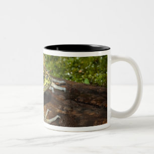 Ochsenfrosch, Rana catesbeiana Zweifarbige Tasse