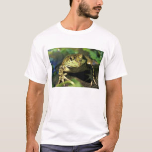 Ochsenfrosch. T-Shirt