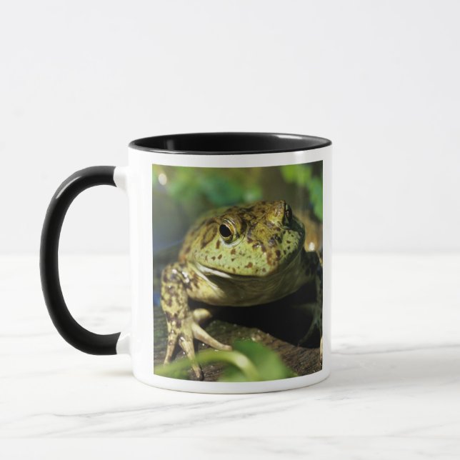Ochsenfrosch. Tasse (Links)