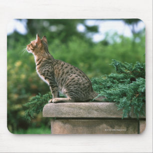 Ocicat 2 mousepad