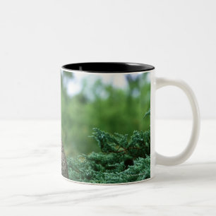 Ocicat 2 zweifarbige tasse