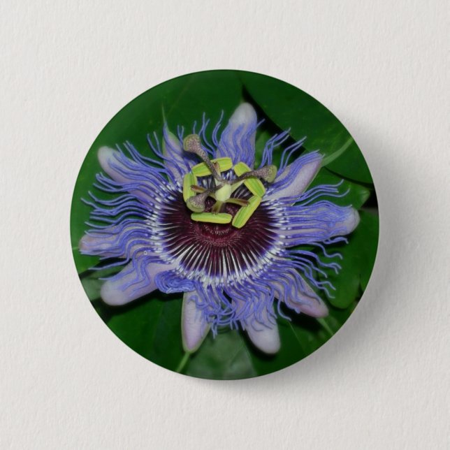 Ocoee Blume Passiflora caerulea Passion Blume Button (Vorderseite)