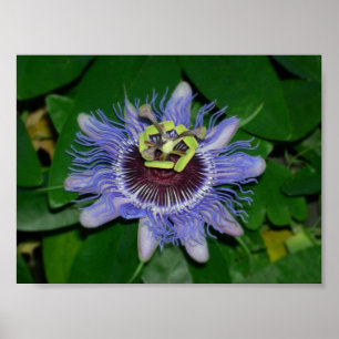 Ocoee Blume Passiflora caerulea Passion Blume Poster