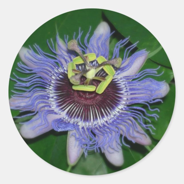 Ocoee Blume Passiflora caerulea Passion Blume Runder Aufkleber (Vorderseite)