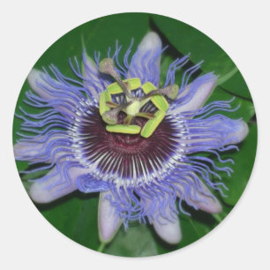 Ocoee Blume Passionsblume caerulea Runder Aufkleber