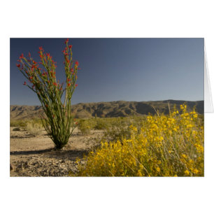 Ocotillo and desert senna