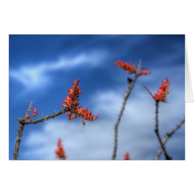 Ocotillo Blooms (Devant horizontal)