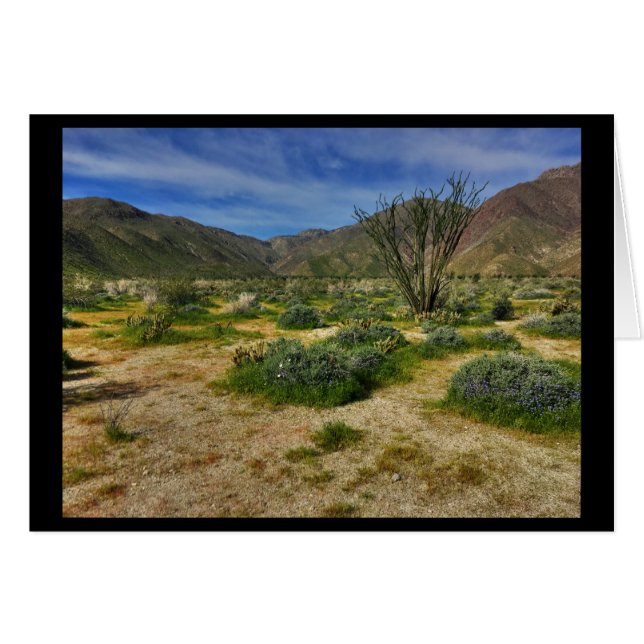Ocotillo Borrego Springs 2017 (Vorderseite (Horizontal))