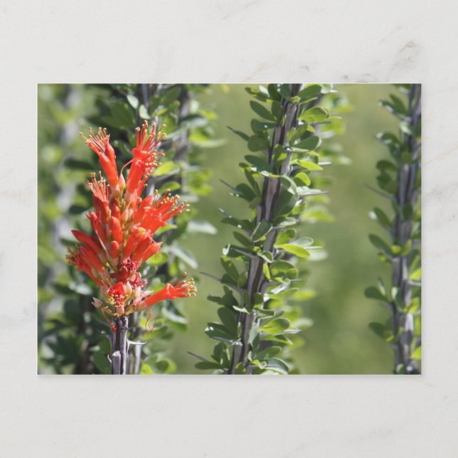 Ocotillo in Bloom Postkarte (Vorderseite)
