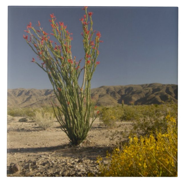 Ocotillo und Wüste Senna Fliese (Vorderseite)