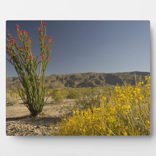 Ocotillo und Wüste Senna Fotoplatte (Vorderseite)