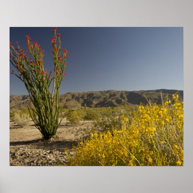 Ocotillo und Wüste Senna Poster (Vorne)