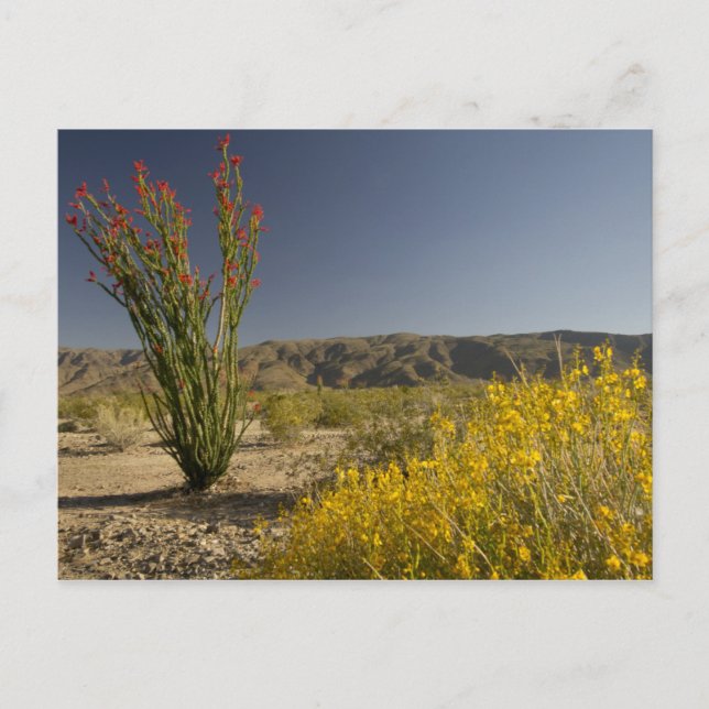 Ocotillo und Wüste Senna Postkarte (Vorderseite)