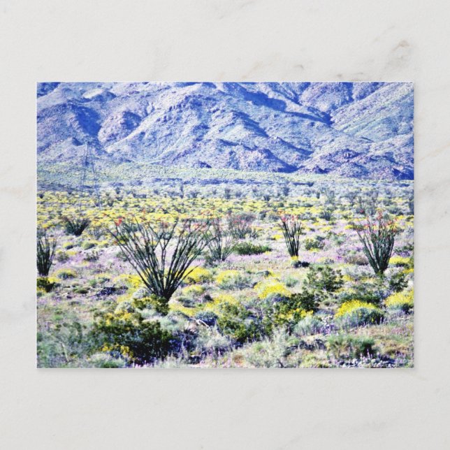 Ocotillo- und Wüsten-Blume in Blüte Postkarte (Vorderseite)