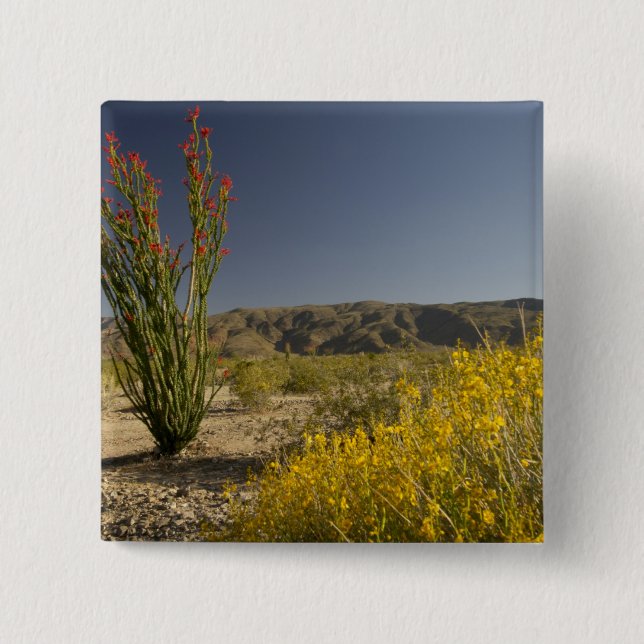 Ocotillo und Wüsten-Senna Button (Vorderseite)
