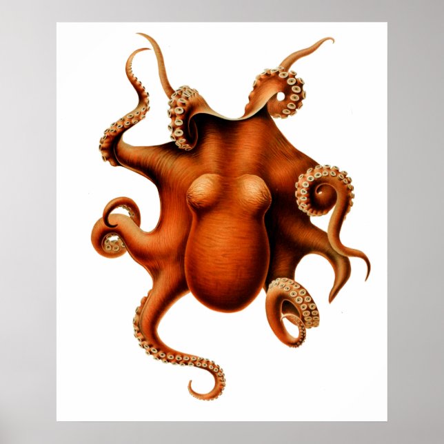 Octopus Die Cephalopod Poster vintage (Devant)