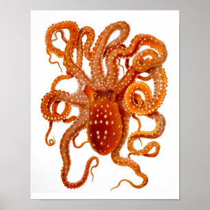 Octopus Print No.6 Cephalopod Sea Creature Art Poster