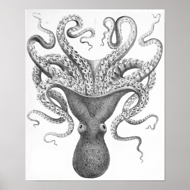 Octopus Scientific Illustration Poster (Vorne)