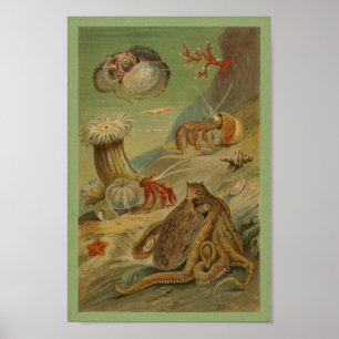 Octopus, Sea Anemone Illustration Meeresleben Poster