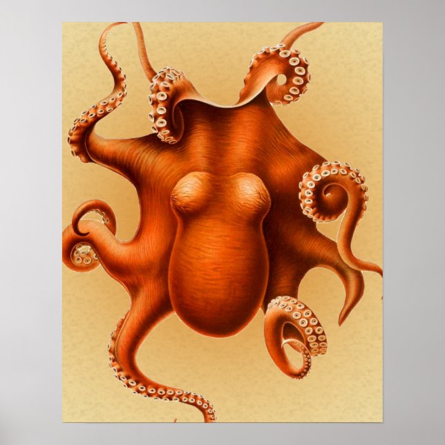 Octopus Sea Monster Kreatur Cephalapod Vintag Poster (Vorne)