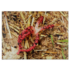 Octopus Stinkhorn Glass Chopping Board Schneidebrett