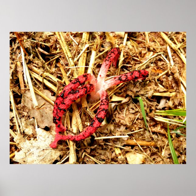 Octopus Stinkhorn Poster (Vorne)