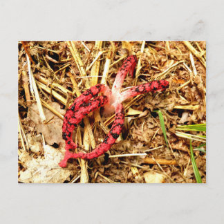 Octopus Stinkhorn Postkarte