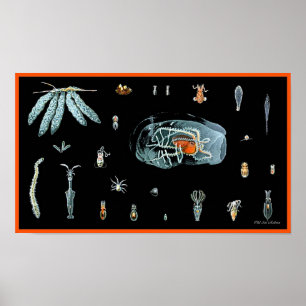 Octopus-Studie Poster