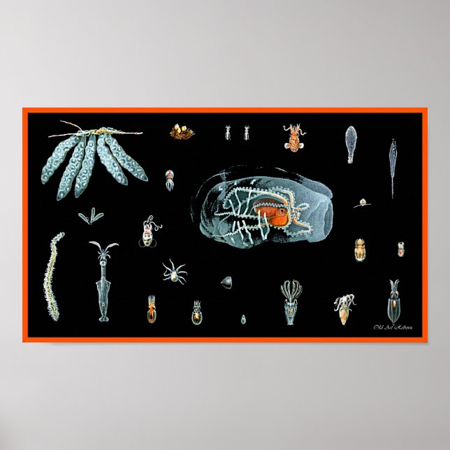 Octopus-Studie Poster (Vorne)