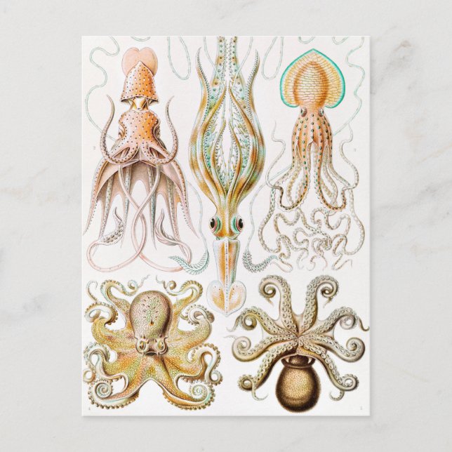 Octopus-Tintenfisch, Gamochonia von Ernst Haeckel Postkarte (Vorderseite)