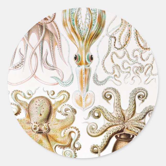 Octopus-Tintenfisch, Gamochonia, von Ernst Haeckel Runder Aufkleber (Vorderseite)
