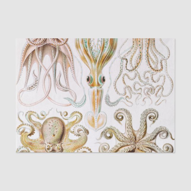 Octopus-Tintenfisch, Gamochonia, von Ernst Haeckel Seidenpapier (Vorderseite)