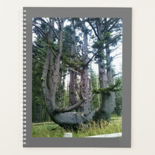 Octopus Tree, Cape Meares, Oregon
