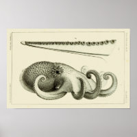 Octopus Vintag Cephalopod Sea Kreaturen Art Print