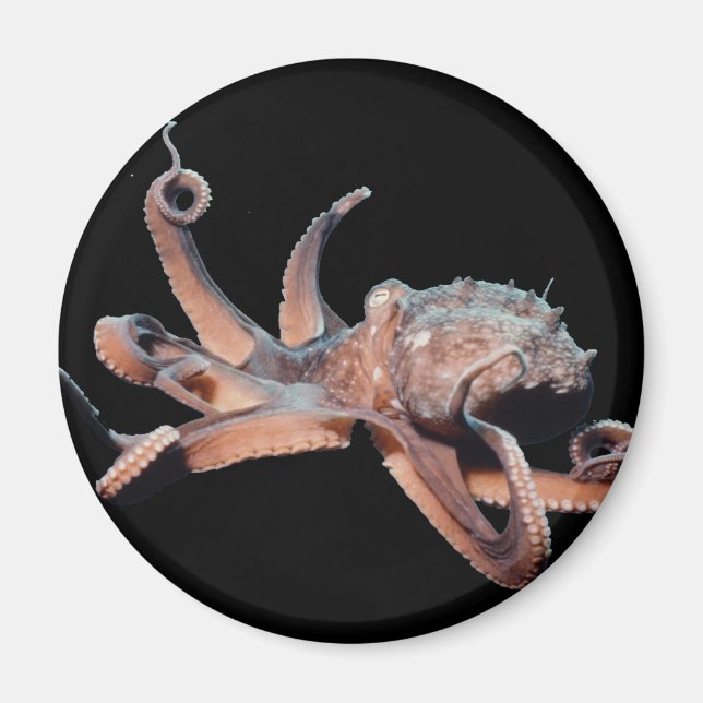 Octopus-Wild Thang Magnet (Vorne)