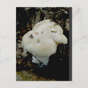 Odded Shaped White Mushroom Postcard Postkarte