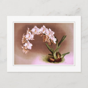 Odontoglossum crispum postkarte