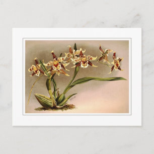 Odontoglossum hallii xanthoglossum postkarte